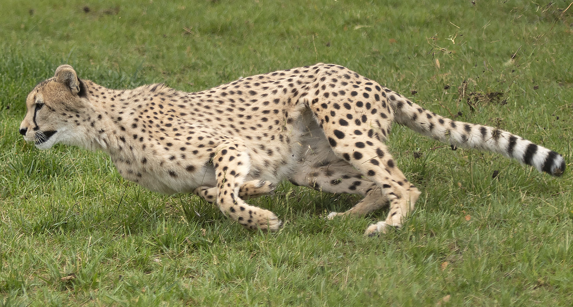 cheetah race